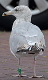 2cy argentatus in February, ringed in Norway. (75189 bytes)